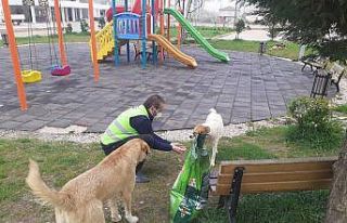 Fatsa Belediyesi can dostları unutmuyor