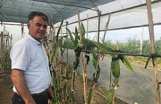 Fidancıda görüp denemek için dikti, şimdi serasını...