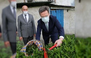 Fındığın başkentinde çay hasadı başladı