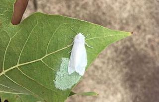 Fındık üreticisinin kabusu