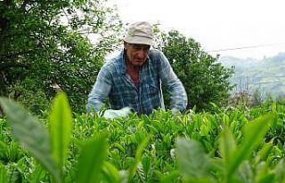 Fındık üretimi artacak, yaş çay üretimi düşecek