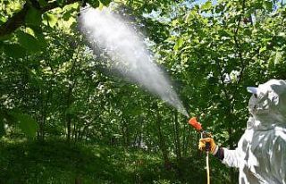 Fındık zararlıları ile mücadelede seferberlik