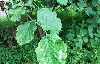 Fındıkta külleme hastalığına dikkat