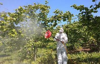 Fındıkta zararlılar ile mücadele sürüyor