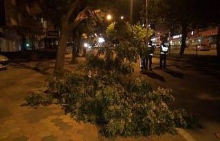 Fırtına ağaçları devirdi, binaların kaplamasını...
