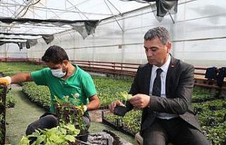 Geleceğimiz yeşersin diye organik fide