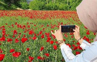Gelincik tarlası görenleri mest etti