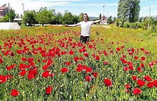 Gelincik tarlasında görsel güzellik