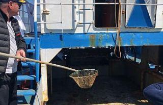 Gemlik Körfezi’nde plankton temizliği başladı