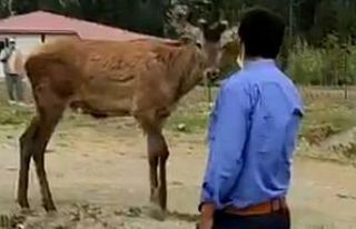 Geyik yaylaya geldi kendini sevdirdi