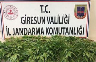 Giresun’da 717 kök kenevir ele geçirildi