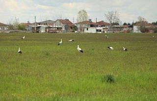 Göç yolundaki leylekler Sakarya’da mola verdiler