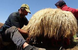Göçerlerin süt sağım mesaisi başladı