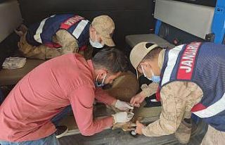 Gölete düşen dağ keçisi kurtarıldı
