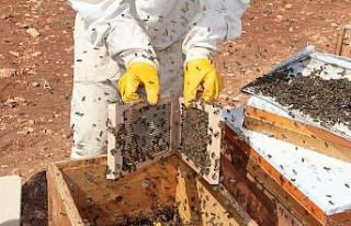 Gramı 500 TL olan arı zehri Adıyaman’da üretilmeye...