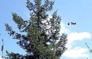 Gümüşhane’de ağaçtan ağaca uçan sincap cep...