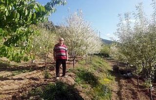 Gümüşhane’de vişne üreticileri sezondan ümitli