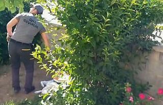 Güvenlik görevlisine karga saldırısı