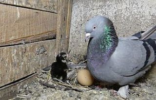 Güvercinler civciv çıkardı