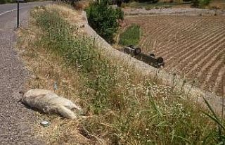 Hafif ticari araç kurda çarptı