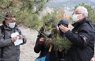 Hanönü ormanlarında artan ağaç kurumaları incelemeye...