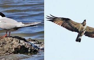 Has kefal kuşların pençesinden kurtulamadı