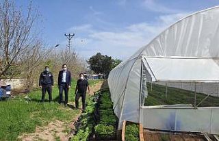 Hasat edilen marullar, ihtiyaç sahibi vatandaşlara...