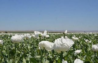 Haşhaş tarlaları görenleri büyüledi
