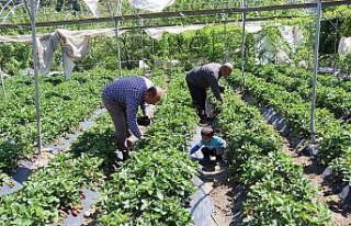 Hatay’da tarlada kilosu 9 liradan satılan çilek...