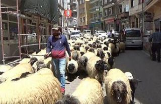 Havalar ısındı, yayla göçü başladı