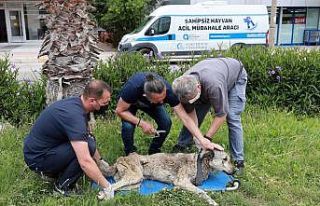 Hayvan ambulansı  ile anında müdahale