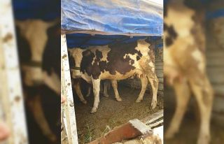 Hayvan hırsızları JASAT’tan kaçamadı