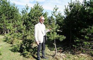 Hayvan otlattığı çorak araziye, diktiği 100 bin...