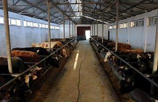 Hayvan pazarları 1 Haziran’da açılıyor