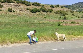 Hayvanseverlerden sokak hayvanlarına mama desteği
