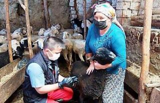 Hisarcık’ta küçükbaş hayvanlara veba ve brucella...