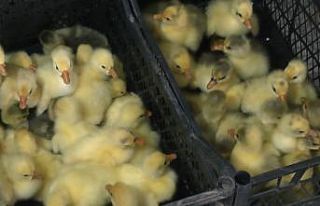 Hollanda’da turizm işini bıraktı Muş’ta kaz...