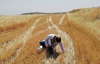Hububat hasadı yapan biçer döverler denetlendi