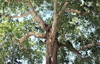 İdamların yapıldığı 2,5 asırlık çınar tarihe...