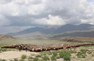 Iğdırlı besicilerin günler süren zorlu yayla...