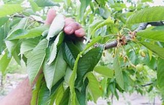İhracatlık kiraz rekoltesinde düşüş beklentisi