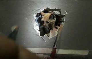 İki apartman arasındaki boşlukta mahsur kalan kedi...