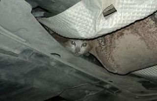 İnatçı kedi herkesi yıldırdı