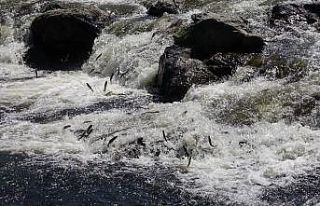 İnci kefalinin muhteşem yolculuğu sürüyor