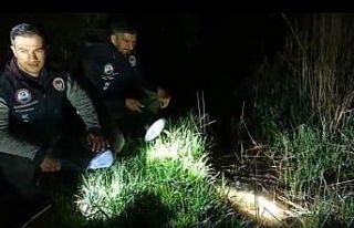 İnci kefalinin tatlı sulara göçü başladı