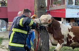 İneğin boynuna dolanan zinciri itfaiye ekipleri...