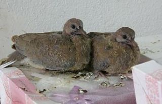 İş yerinde dünyaya gelen güvercinlere dokunulmuyor