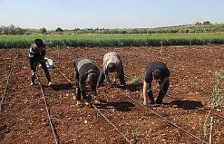 İşçi bayramında tarım işçileri sahada çalışıyor