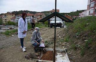 İskilip Belediyesi sokak hayvanlarını unutmadı