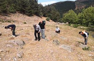 İslahiye’de çekirge istilası sona erdi